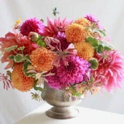 Dahlia Assorted Flirty Fleurs Oaxaca Collection