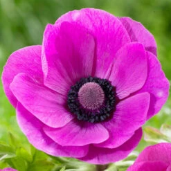 Anemone De Caen Sylphide (Fall)