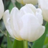 Tulip Double Early Mondial