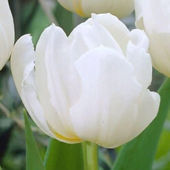 Tulip Double Early Mondial