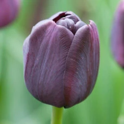 Tulip Triumph Paul Scherer