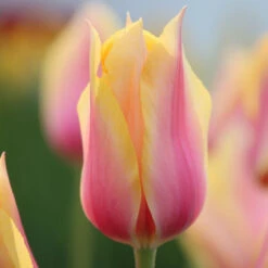Tulip Single Late Blushing Lady