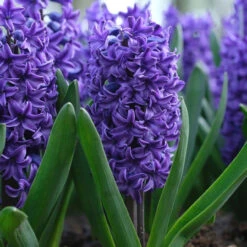 Hyacinth Orientalis Blue Trophy