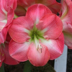 Amaryllis Single Cape Horn