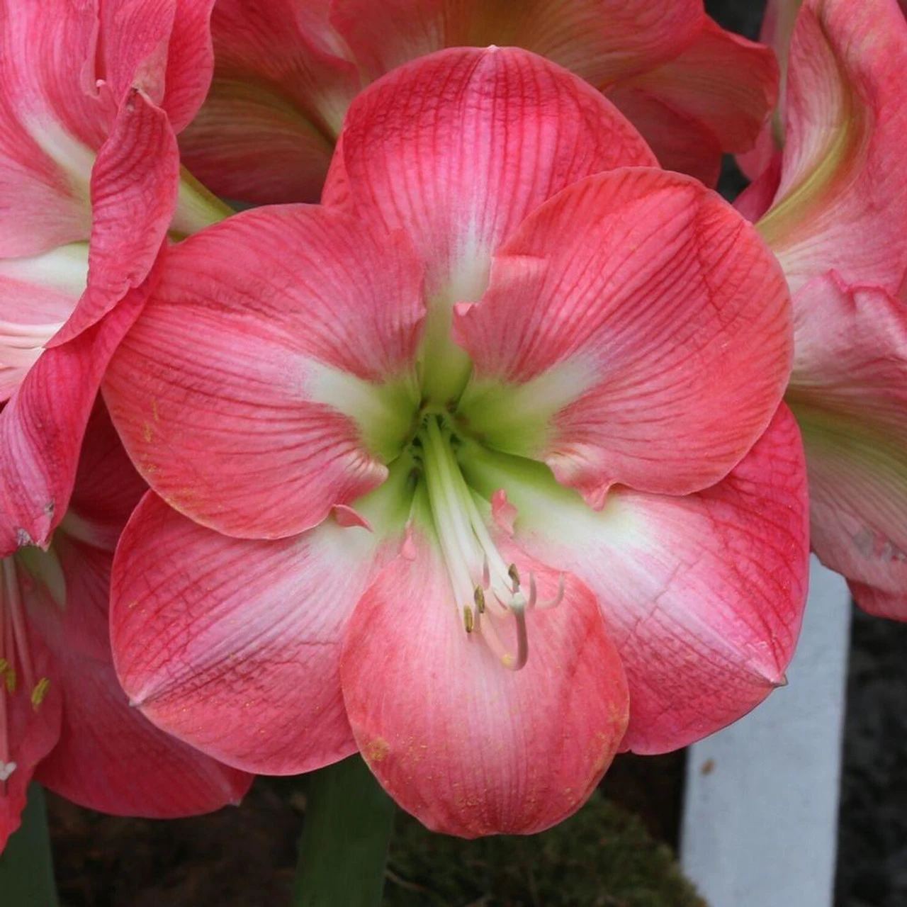 Amaryllis Single Cape Horn