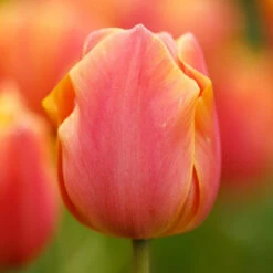 Tulip Triumph Jimmy