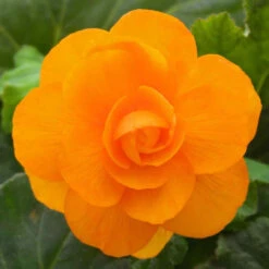 Begonia Upright Double Nonstop Apricot