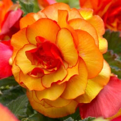 Begonia Upright Double Picotee Sunburst