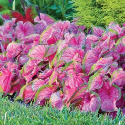 Caladium Strap Leaf Florida Sweetheart