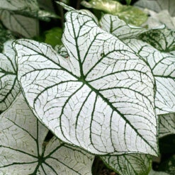 Caladium Fancy Candidum