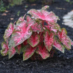 Caladium Fancy Carolyn Whorton