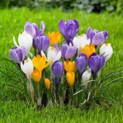 Crocus Large Flowering Assorted Colors