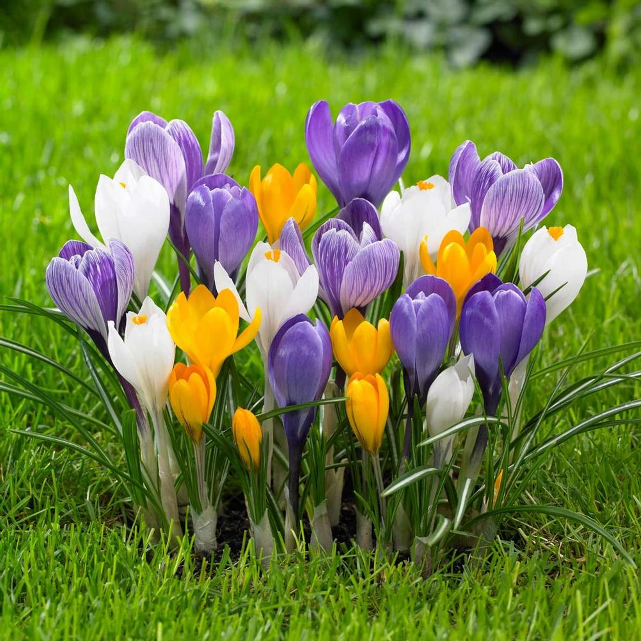 Crocus Large Flowering Assorted Colors