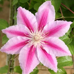 Clematis Standard Dr. Ruppel
