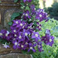 Clematis Standard Jackmanii