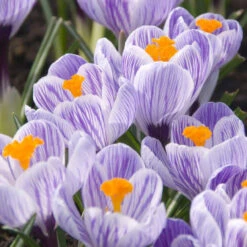 Crocus Large Flowering Pickwick