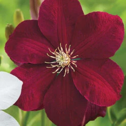 Clematis Standard Red Cardinal