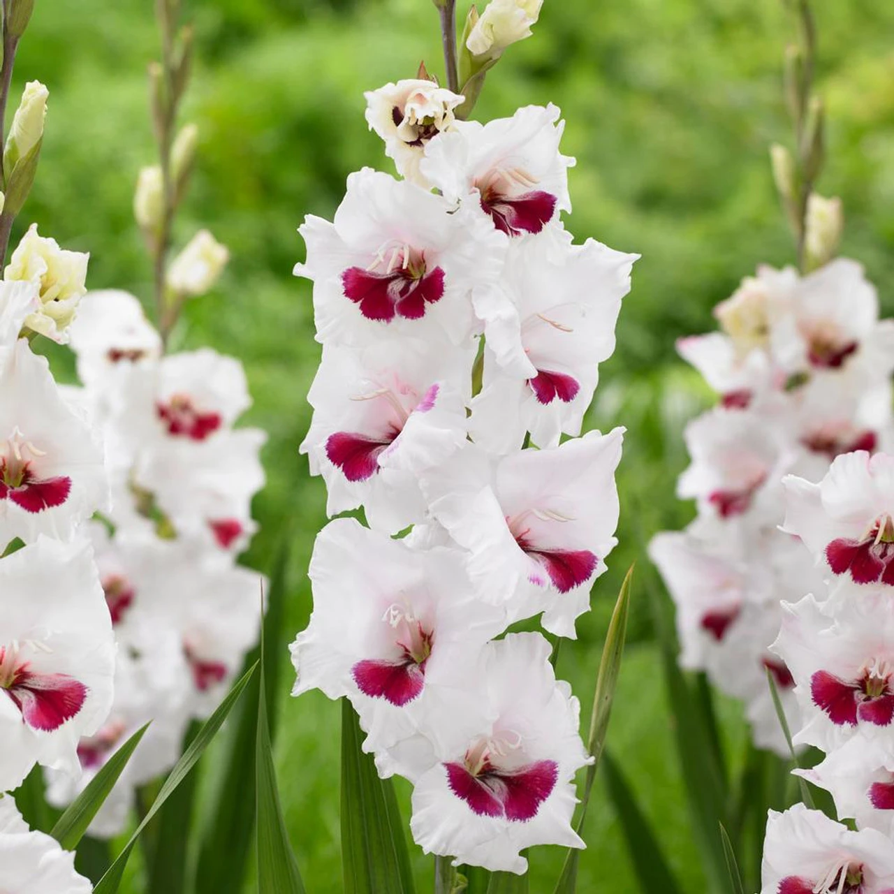 Gladiolus Large Flowering Fiorentina - Image 2