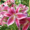 Lily Oriental Stargazer
