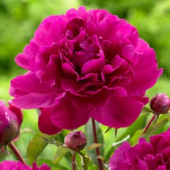 Peony Lactiflora Bunker Hill