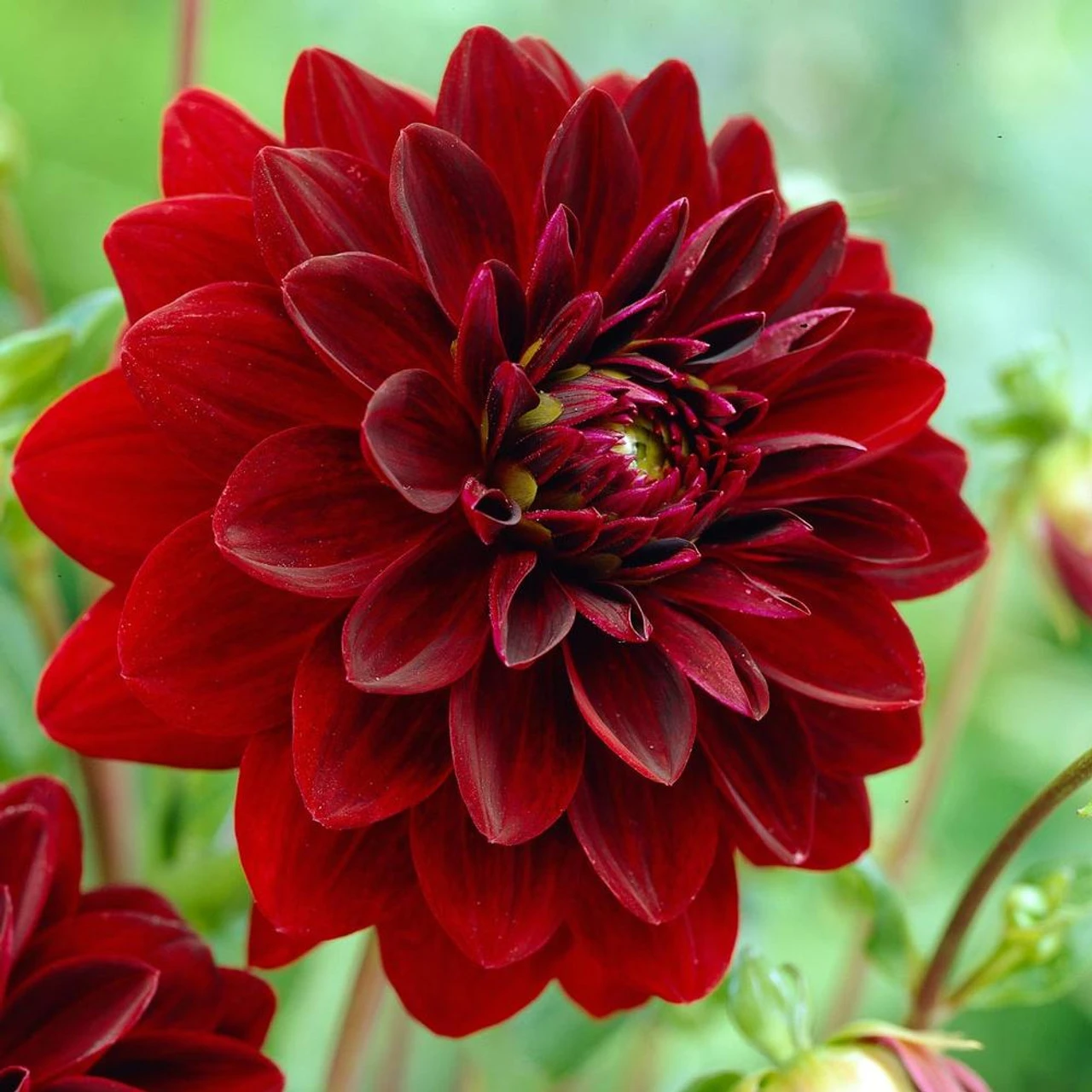 Dahlia Decorative Arabian Night