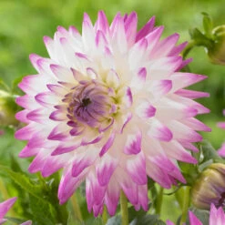 Dahlia Cactus Jura