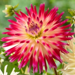Dahlia Cactus Tahiti Sunrise