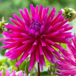 Dahlia Cactus Purple Gem