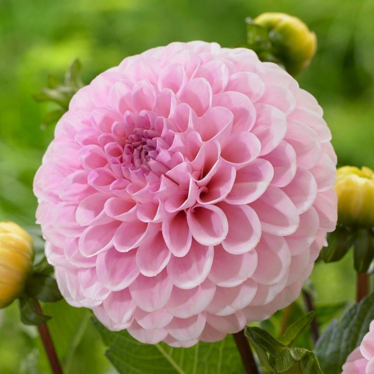 Dahlia PomPon Wizard Of Oz - Image 2