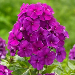 Phlox Paniculata Nicky