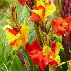 Canna Medium Cleopatra