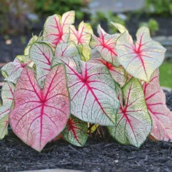 Caladium Fancy White Queen