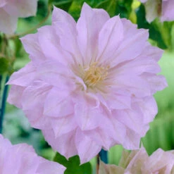 Clematis Standard Belle Of Woking