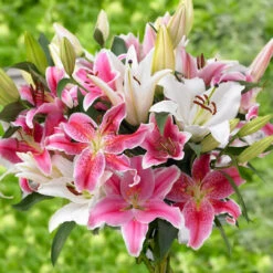 Lily Oriental Mix