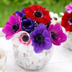 Anemone De Caen Assorted (Spring)