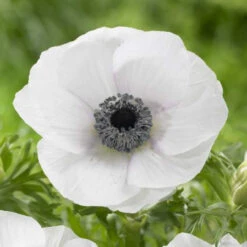 Anemone De Caen Black Eye (Fall)