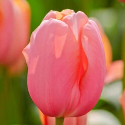 Tulip Single Late Menton