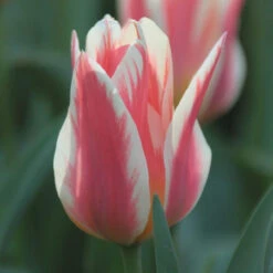 Tulip Greigii Quebec