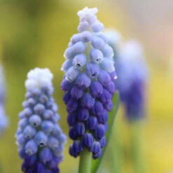 Muscari Ocean Magic