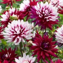 Dahlia Decorative Rebecca's World