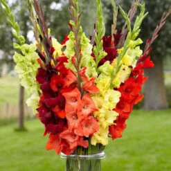 Gladiolus Large Flowering Sunset Mix