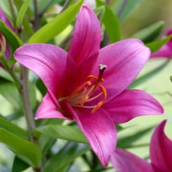 Lily Oriental Trumpet (OT) Purple Prince
