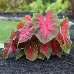 Caladium Fancy Red Flash