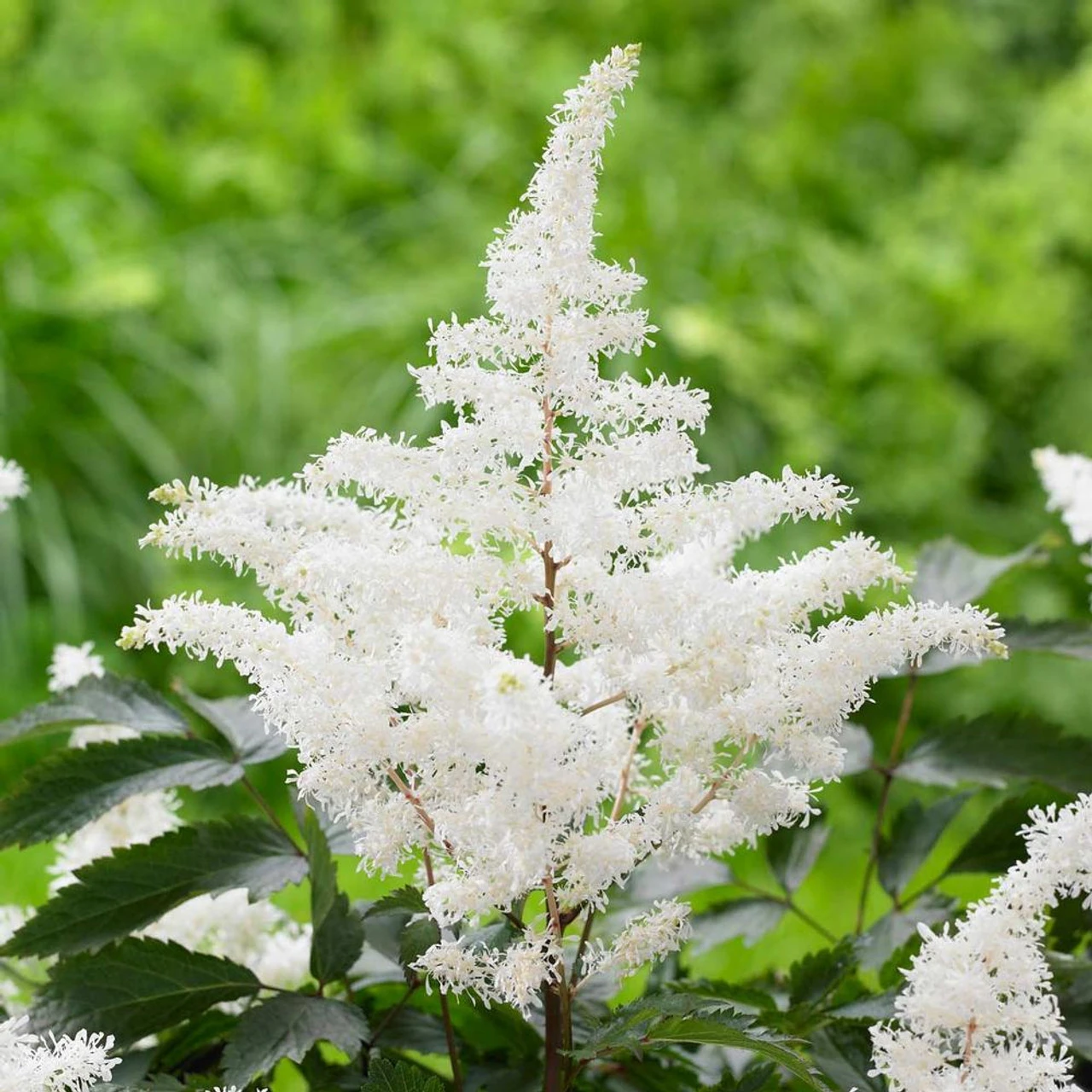 Astilbe Chinensis Rock And Roll