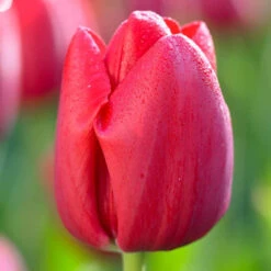 Tulip Triumph Bastogne