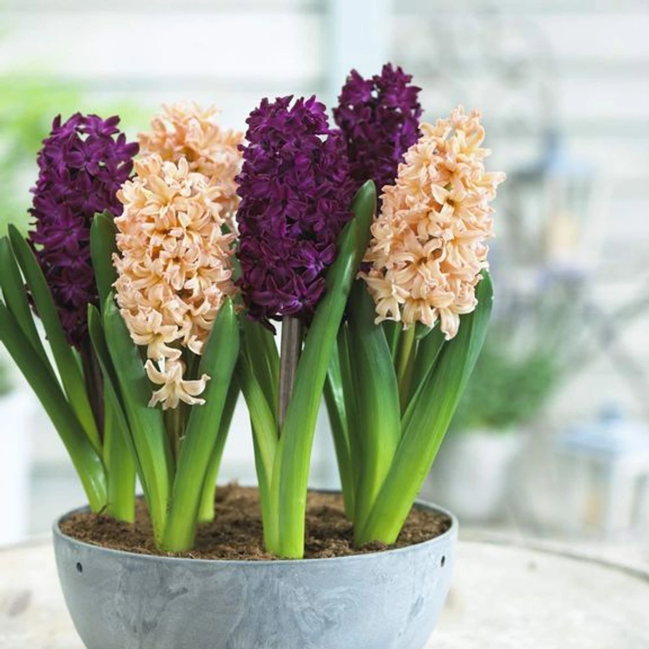 Hyacinth Orientalis Gypsy Queen & Woodstock - Image 2