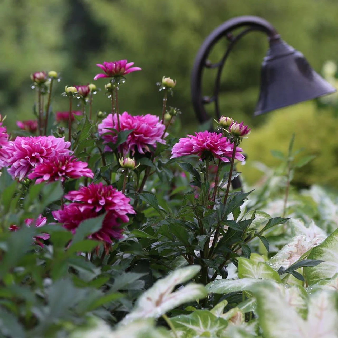 Dahlia Border Decorative Gallery Art Nouveau - Image 2