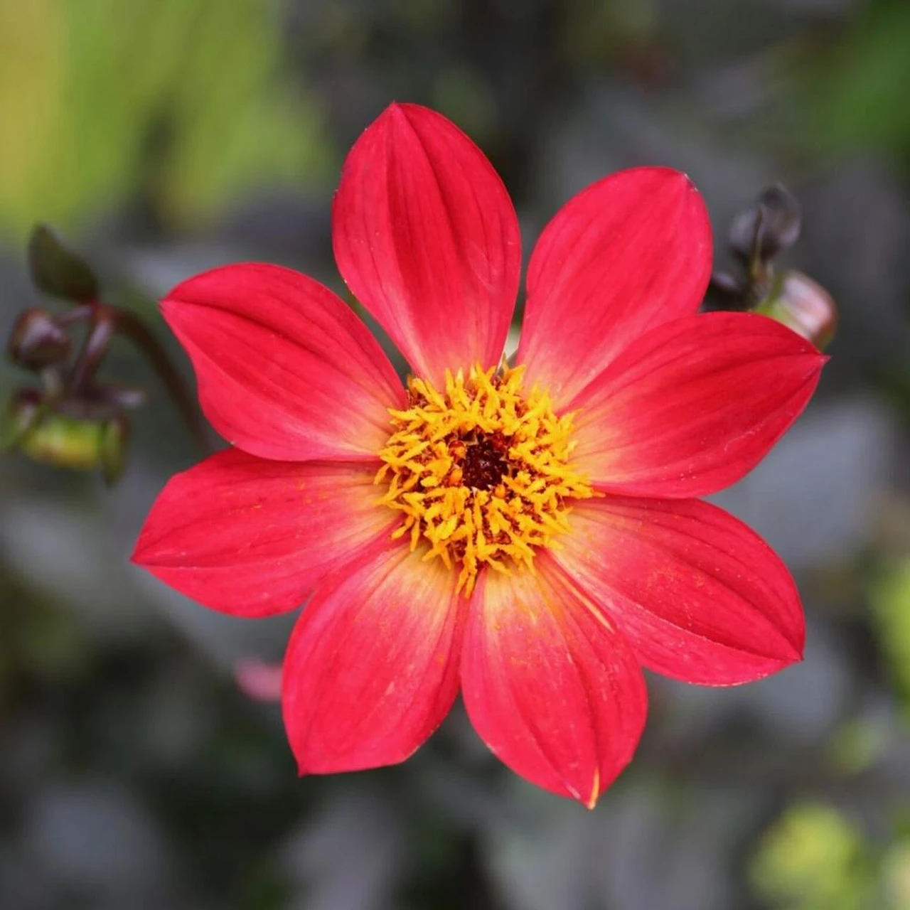Dahlia Single HS Flame - Image 2