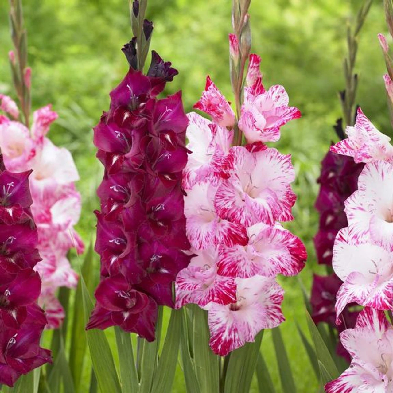 Gladiolus Large Flowering Isabella - Image 2