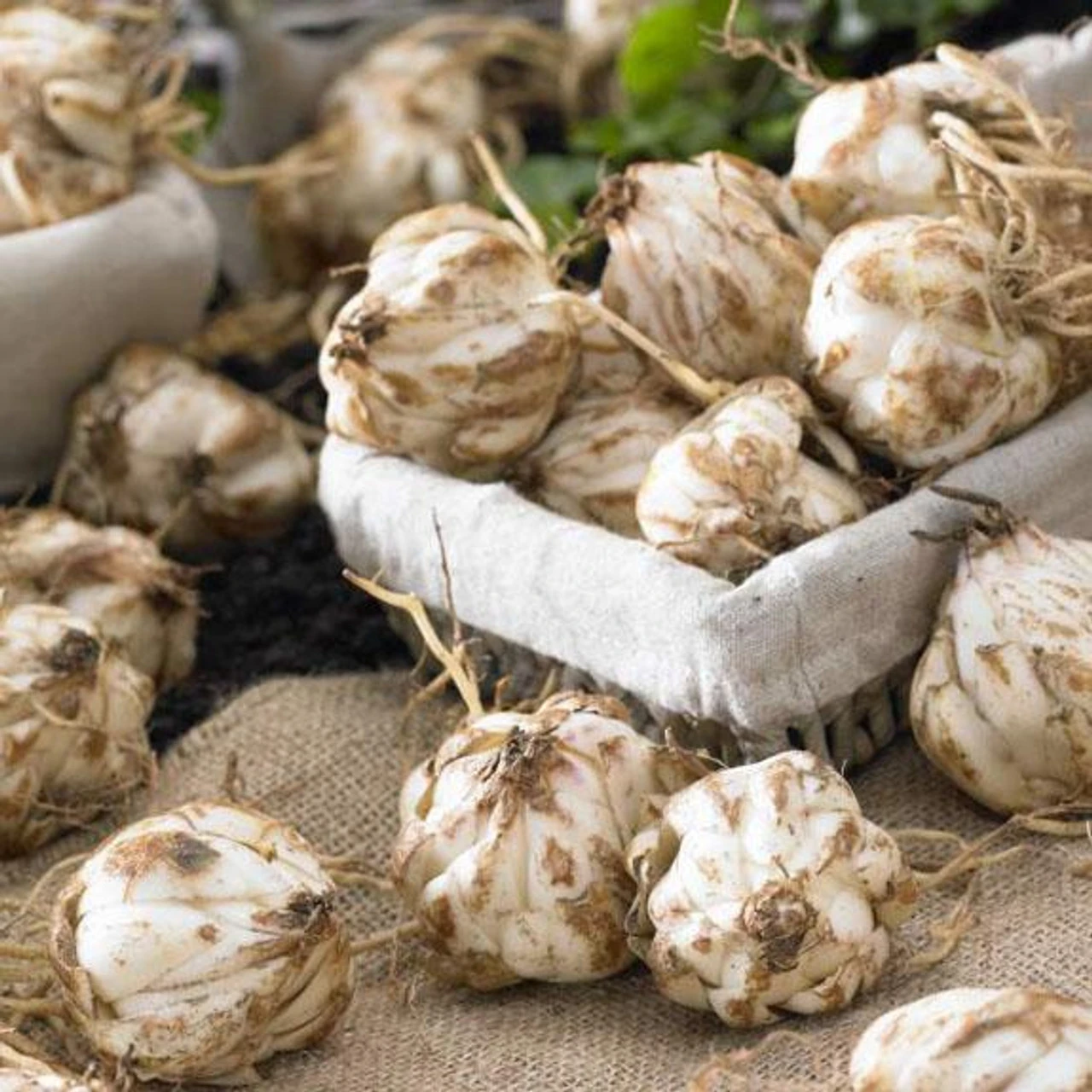 Lily Oriental Muscadet - Image 2